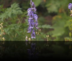 Boerentuin 7